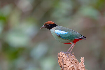 Western Hooded Pitta  (Pitta sordida ) bird perching on stump. Bird watching in natural habitats in the forest.