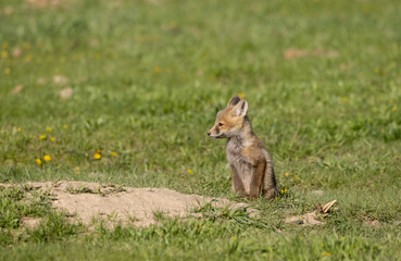 Cute Red Fox Pup in a Meadow in Wyoming in Springtime