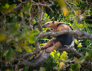 Obraz premium Oso melero, yurumí, arriba de árbol