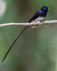 Black Paradise-flycatcher (Terpsiphone atrocaudata ) bird perching on branch. Bird watching in natural habitats in the forest.