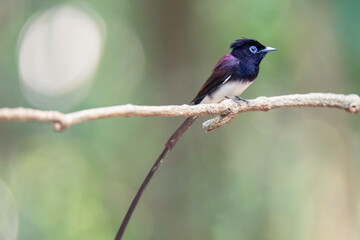 Black Paradise-flycatcher (Terpsiphone atrocaudata ) bird perching on branch. Bird watching in natural habitats in the forest.