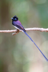Black Paradise-flycatcher (Terpsiphone atrocaudata ) bird perching on branch. Bird watching in natural habitats in the forest.
