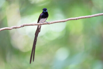 Black Paradise-flycatcher (Terpsiphone atrocaudata ) bird perching on branch. Bird watching in natural habitats in the forest.