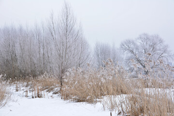 Winter Marsh Scene with Snow and Reeds wallpaper