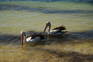 Pelican on Rottnest Island in Perth, Australia - オーストラリア パース ロットネスト島 ペリカン