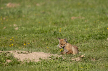 Cute Red Fox Pup in a Meadow in Wyoming in Springtime