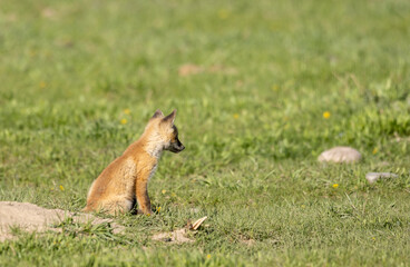 Cute Red Fox Pup in a Meadow in Wyoming in Springtime