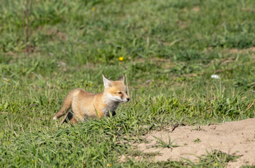 Cute Red Fox Pup in a Meadow in Wyoming in Springtime