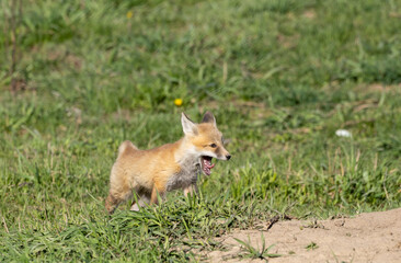 Cute Red Fox Pup in a Meadow in Wyoming in Springtime