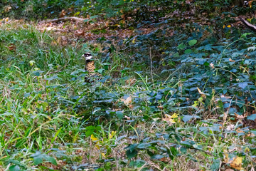 Beuvry la forêt, France le 1 septembre 2025 : Faisan vénéré dans la forêt de Marchiennes, petite ville de la région des Hauts de France