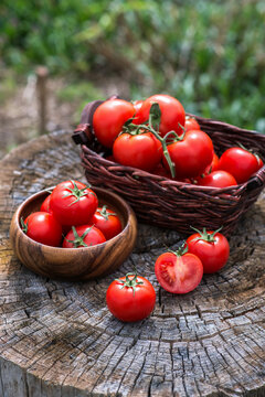 Basket with fresh tomatoes on wooden background. Outdoor, in the garden, on the farm.