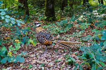 Beuvry la forêt, France le 1 septembre 2025 : Faisan vénéré dans la forêt de Marchiennes, petite ville de la région des Hauts de France