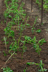 Bed with planted seedlings of young flowers. Growing plants, flowers and vegetables, gardening. Young shoots of plants. Seedlings, selective focus.