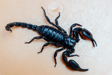 Scorpion isolated on orange background top view , mud scorpion