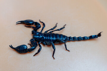 Scorpion isolated on orange background top view , mud scorpion