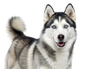 Fototapeta premium A close up of a husky with bright blue eyes and gray and white fur on a white background smiling slightly