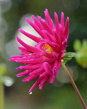 Hot pink dahlia with water droplets, blurry green background with bokeh.