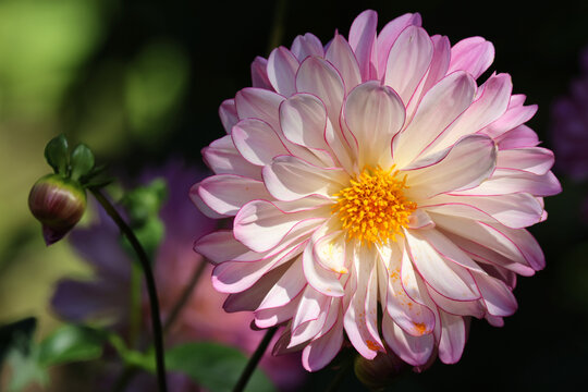White and pink dahlia in morning sunlight, blurry greenery in the background