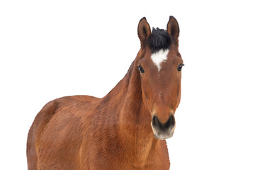 Bay Horse Portrait Isolated on White Background
