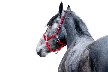 Dapple Grey Horse Frontal Portrait with Red Halter