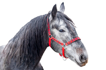 Dapple Grey Horse Portrait with Red Halter Isolated on White