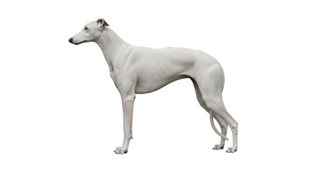 Isolated Italian Greyhound full body in studio shot, elegant companion animal breed