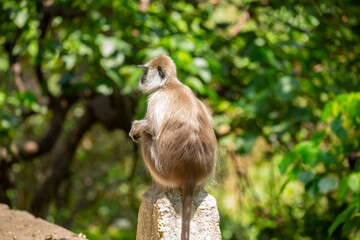 Gray hanuman langurs on a tree. Monkeys in the wild in the jungles of Sri Lanka. Troop of monkeys on trees. Wildlife scene with wild animals.