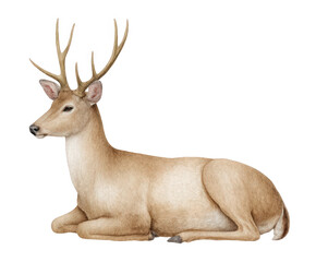 A majestic male deer with large antlers is lying down peacefully, isolated on a transparent background, showcasing its detailed fur and elegant posture in a realistic illustration