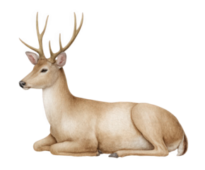 A majestic male deer with large antlers is lying down peacefully, isolated on a transparent background, showcasing its detailed fur and elegant posture in a realistic illustration