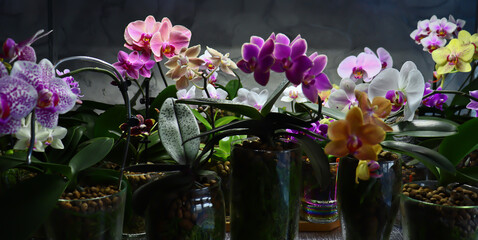 Phalaenopsis orchid. Bright, beautiful orchids close-up. Many orchids in one photo. The image features a multitude of blooming orchids in a variety of colors: white, lavender, purple, and yellow.
