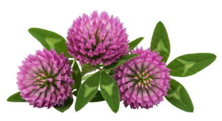 Isolated three red clover flowers with green leaves, a bright and fresh nature shot