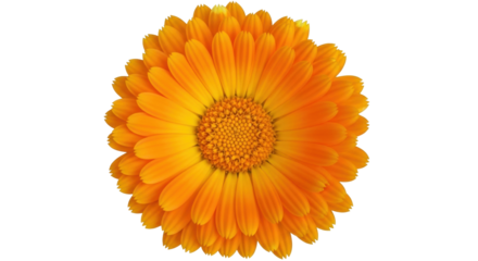 Isolated flower head of an orange Calendula officinalis against no background color