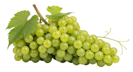 Obraz premium Isolated bunch of ripe green grapes with leaves and stems on a plain background surface