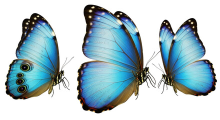 Isolated Blue Morpho Butterflies Side View on a Plain Background for Design and Illustration © Leon