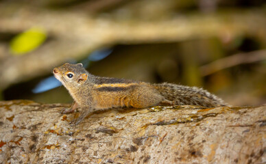 Chipmunk against the backdrop of tropical nature. Chipmunk close-up, running along tree branches.