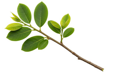 Isolated branch with green leaves emerging, fresh greenery, botanical sprig, no distractions © Leon