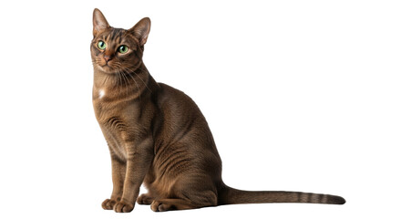 Isolated Abyssinian breed cat, sitting in a relaxed pose and looking to the left side