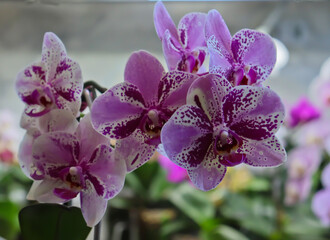 Phalaenopsis orchid. Bright, beautiful orchids close-up. Many orchids in one photo. The image features a multitude of blooming orchids in a variety of colors: white, lavender, purple, and yellow.
