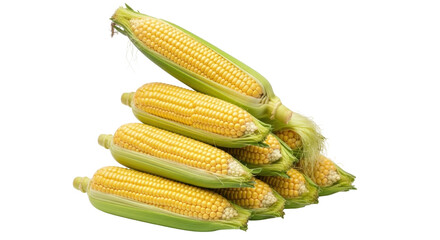 Isolated pile of fresh harvested corn cobs still in their husks, uncooked and nutritious