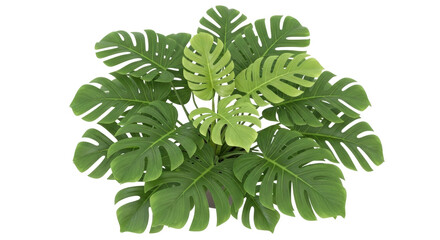 Isolated Monstera plant, a popular houseplant with broad green leaves with fenestrations
