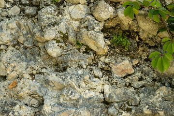 Green Plant Branch Growing on Natural Stone Surface, Eco Nature Background
