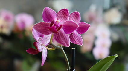 Phalaenopsis orchid. Bright, beautiful orchids close-up. Many orchids in one photo. The image features a multitude of blooming orchids in a variety of colors: white, lavender, purple, and yellow.
