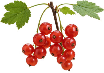 Redcurrant branch with ripe berries isolated on transparent PNG, fresh summer fruit for healthy eating and dessert decoration