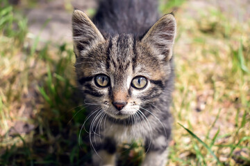 Fototapeta premium Portrait of a kitten. Small stripped cute kitten on the garden.
