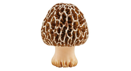 Isolated, edible morel mushroom with unique honeycomb texture, culinary ingredient