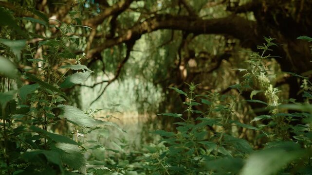 Dense nettle plants growing beneath willow branches in city park in United Kingdom. Green foliage framing view of large willow trunk in public park. Natural woodland corner with wild plants and shaded