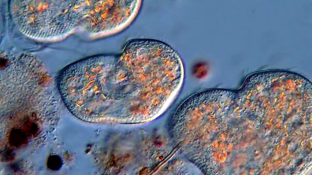 Movement of protozoa microorganism, microscope 400x magnification 