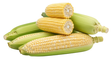 Isolated Yellow corn cobs with husk, fresh sweet corns for healthy vegan meal, produce, crop