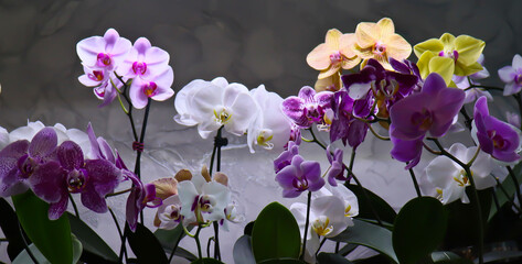 Phalaenopsis orchid. Bright, beautiful orchids close-up. Many orchids in one photo. The image features a multitude of blooming orchids in a variety of colors: white, lavender, purple, and yellow.
