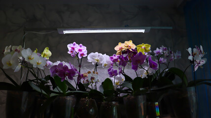 Phalaenopsis orchid. Bright, beautiful orchids close-up. Many orchids in one photo. The image features a multitude of blooming orchids in a variety of colors: white, lavender, purple, and yellow.
